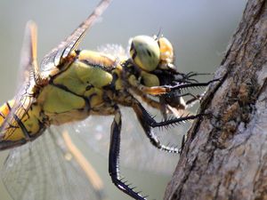 Anisoptère (symetrum ou orthetrum ?)