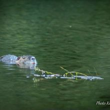 Le Ragondin dans le gardon (30)