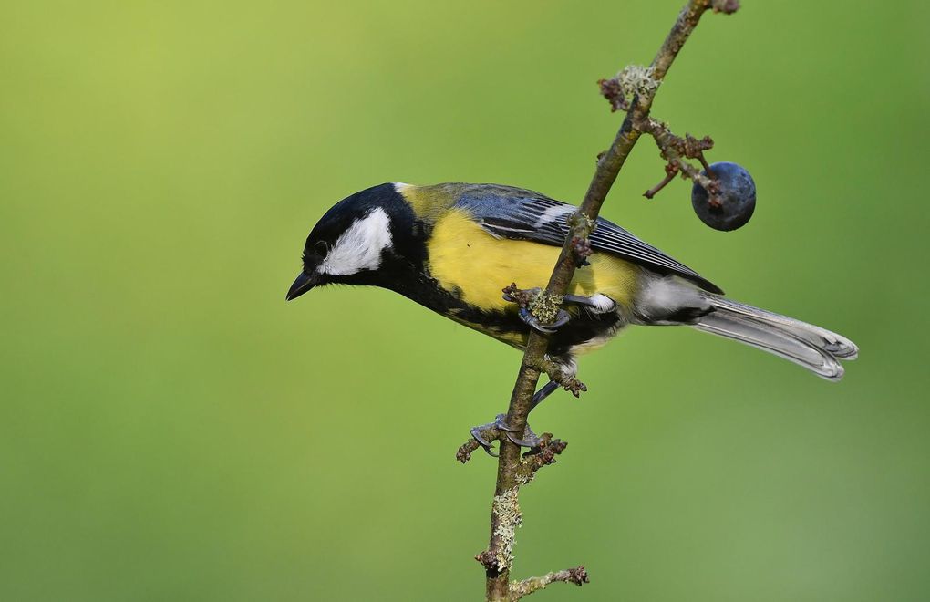 Mésange charbonnière.