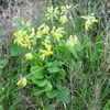 Fleurs sauvages