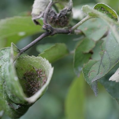 Comment lutter ,au jardin,contre les pucerons naturellement ?