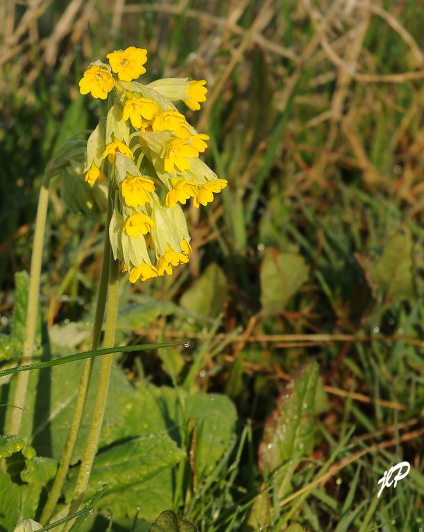 mes photos de fleurs