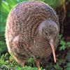 Become a Kiwi