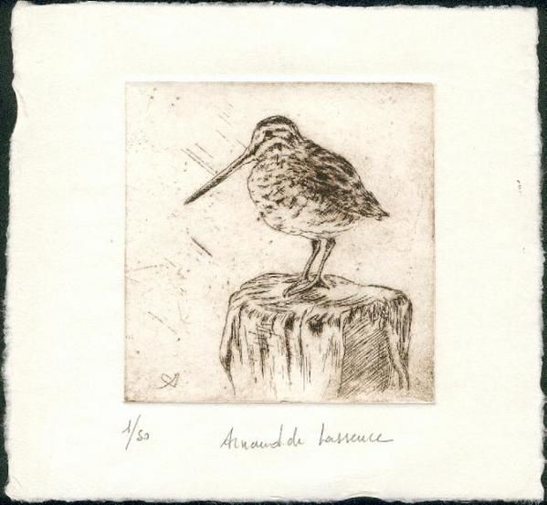 Album - becasses et autres oiseaux