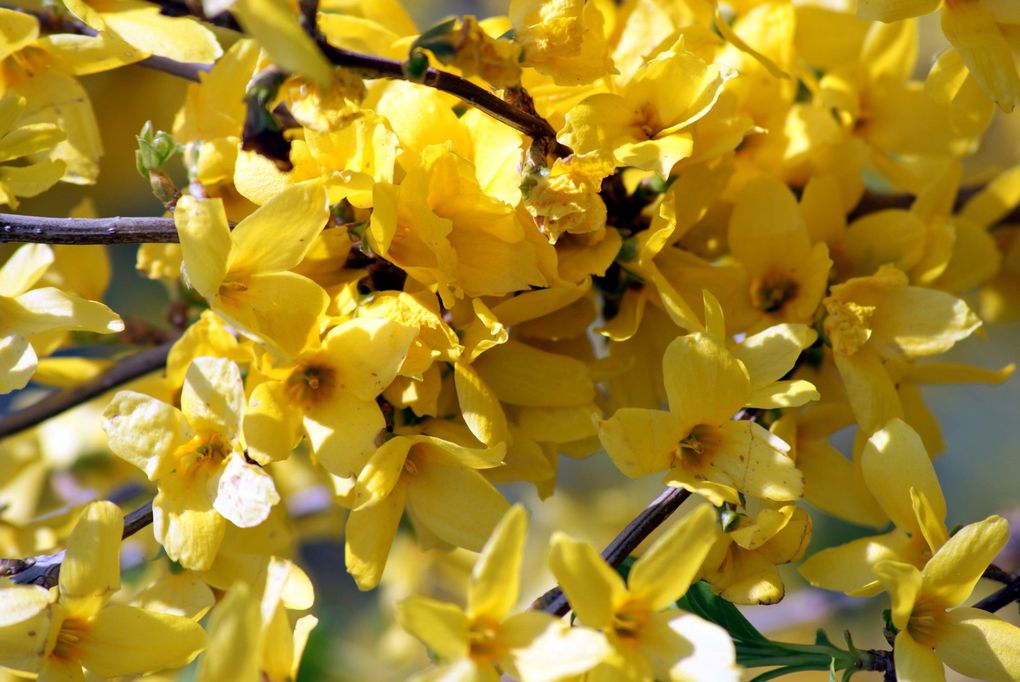 Fleurs de printemps de mon jardin ou des jardins de mes amies...