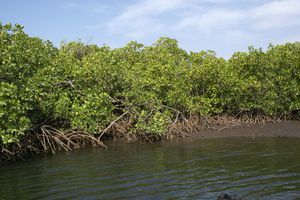 Pêcheurs dans la mangrove