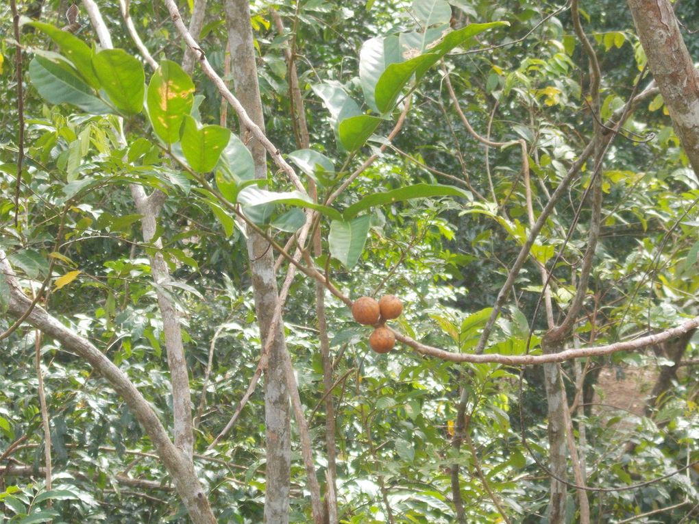 la parc naturel Alejandro Humbolt, le guide doit m envoyer le nom des plantes....baignade au retour a Maguana, les 2 petites baies rouges sont utilisees pour les maracas, l oiseau avec du rouge est le tocororo, oiseau embleme nationale, quand les enfants n avaient pas de cahier ils ecrivaient avec la pointe fournie par un cocotier sur les feuilles vertes les revolutionnaires aussi,  la grenouille est la plus petite du monde, on a pas vu de lamantin dans la baie ou ils se trouvent