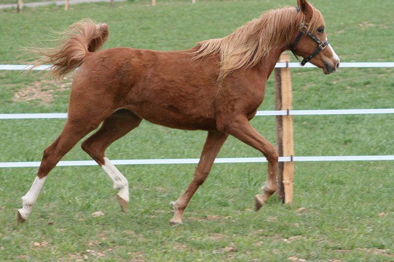 Album - poulains d'Europe's Padron - Europe's Padron foals 