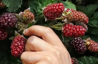 Gratuivorisme : des astuces pour réduire son budget alimentation