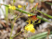 Balade aux papillons