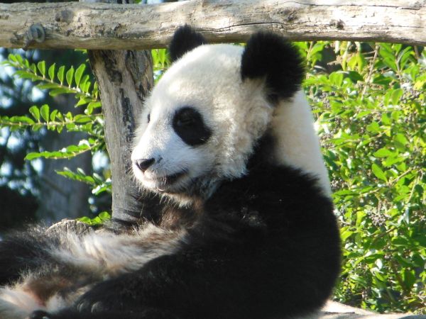 Sur les Hauteurs de Chine : les Pandas