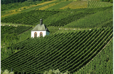 Les vignerons allemands meurent (aussi) en silence