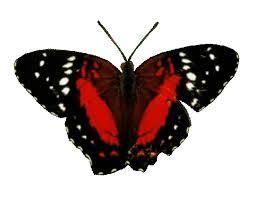 Ma vie avec Hashimoto