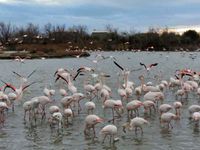 Camargue, les flamants roses