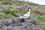 Avocette élégante au Marquenterre (80)