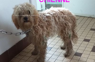 chienne bichon / caniche beige 44270 Machecoul-Saint-Même