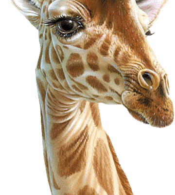 Coucou - Girafe - Gif animé - Gratuit