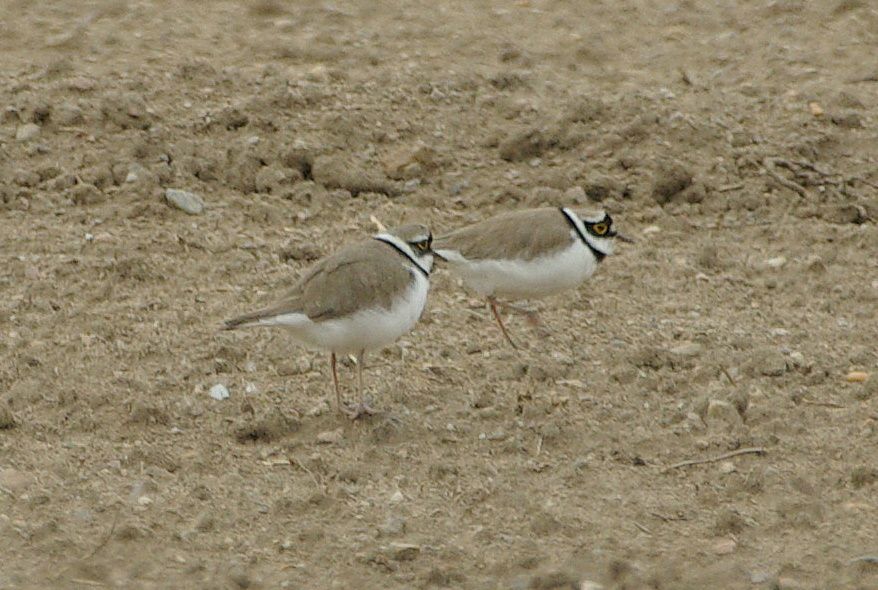 Album - PETITS-GRAVELOTS