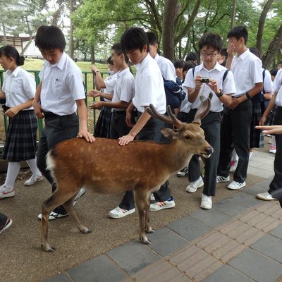 Nara, encore et toujours... pour finir en beauté