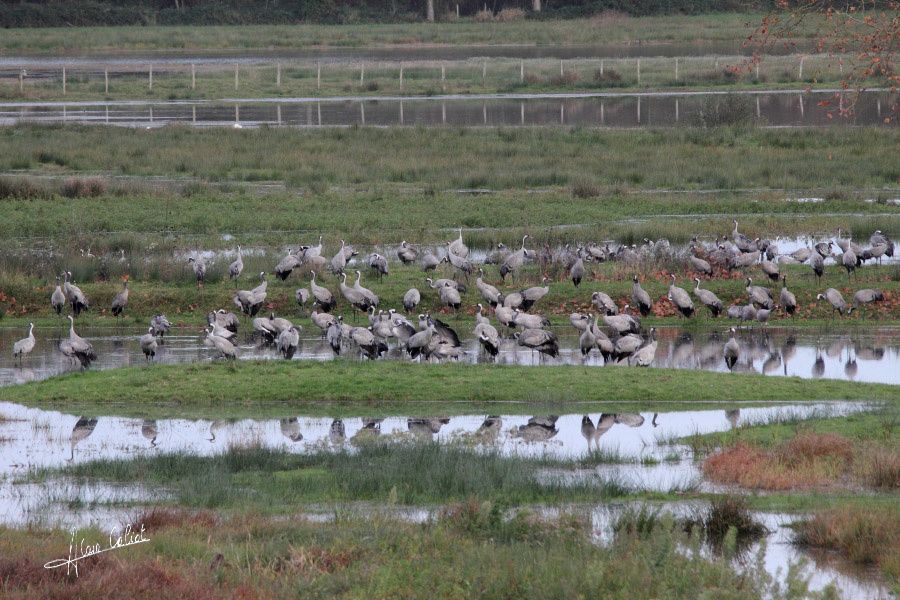 Grues cendrées