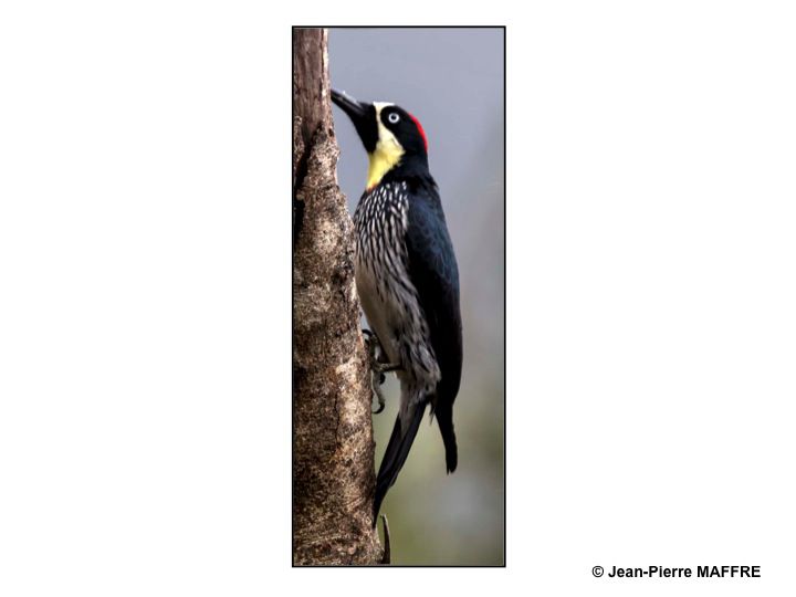 Oiseaux exotiques Des oiseaux de toutes les couleurs dans leur univers d'air, d'eau et de terre.