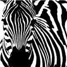  Teleportation zebra 