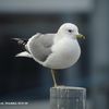 Larus canus, 06.01.06