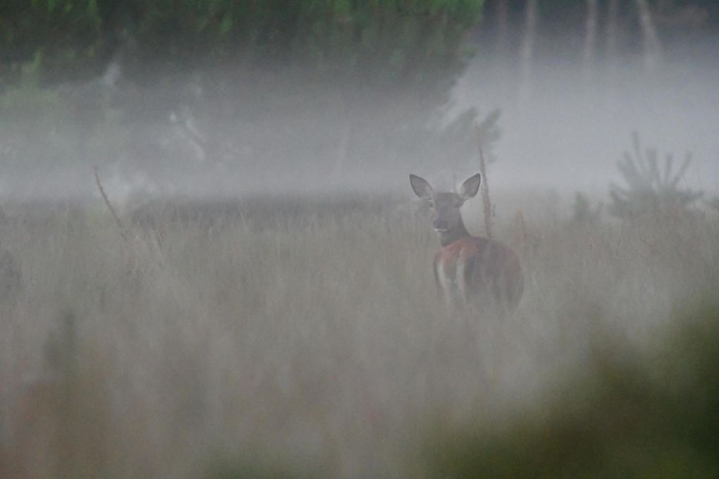 Biche et faons, le rendez-vous de la harde.