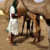 CAMEL RESEARCH CENTER