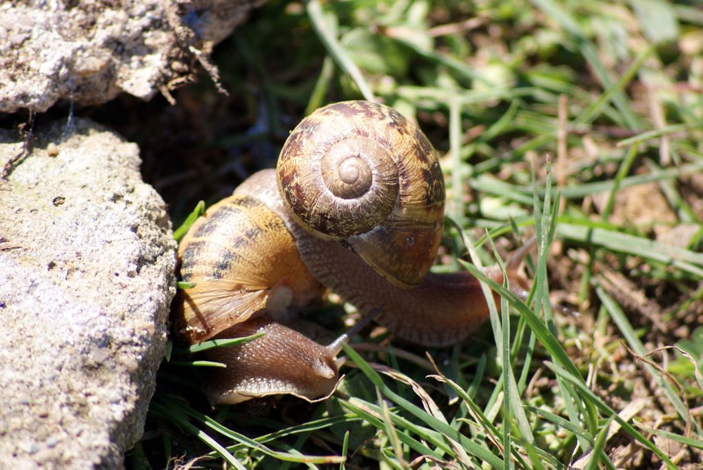 Photos d'animaux rencontrés au cours de mes balades mais aussi ceux qui fréquentent mon jardin.