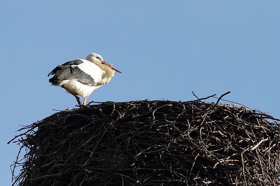 Album - Faune-Oiseau-9