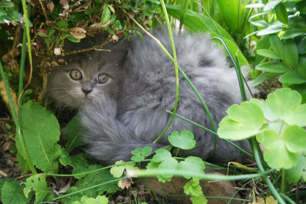 Photos de nos chatons de 2012.
Première portée : Falbala (Brtitish Shorthair)+ Dwayne (Highland Fold)