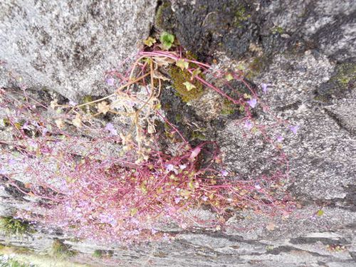 Cauterets au mois de mai.... paysages et fleurs sauvages !