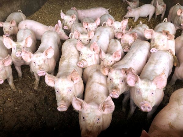 Les cochons de la ferme des cochons gourmands, élevés sur la paille.