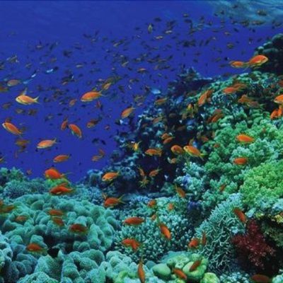 Plongée en mer Rouge : quels sont les meilleurs endroits pour faire de la plongée en mer Rouge ?