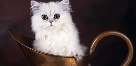 Mon chat et la chatte persane