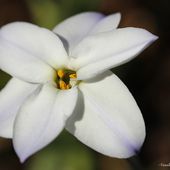 Ipheion uniflorum, Brodiaea uniflora