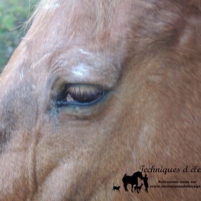 Un cheval âgé en pleine forme. 2. Surveiller son alimentation