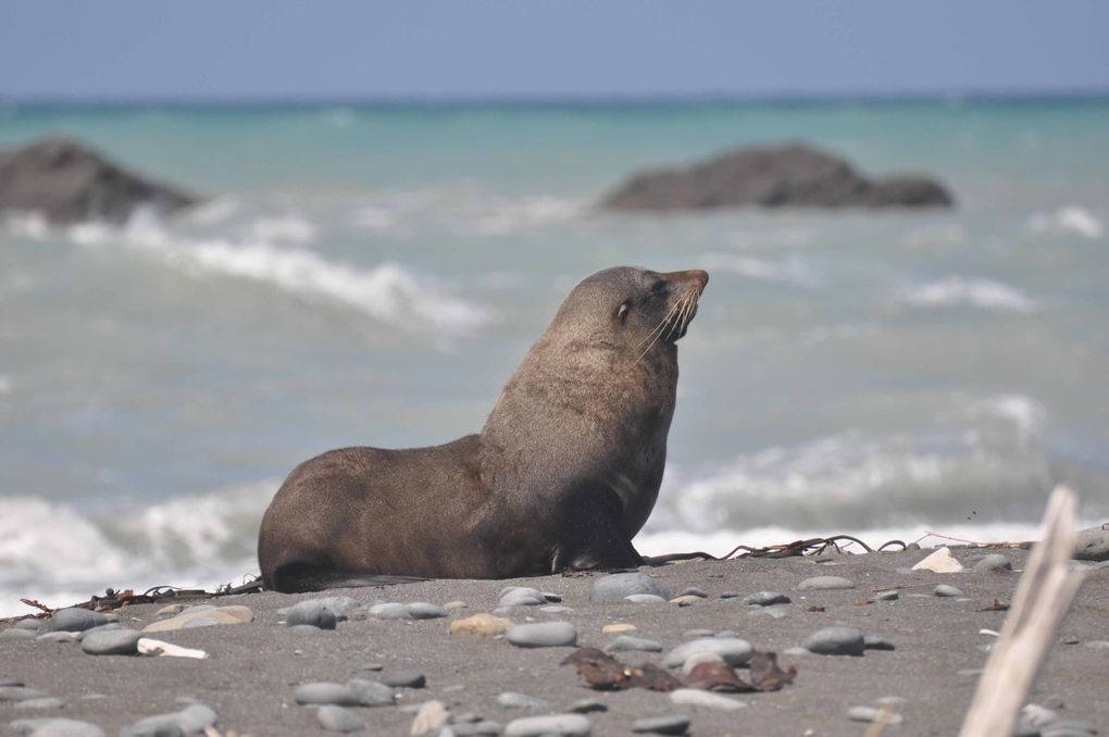 Album - Picton to Kaikoura