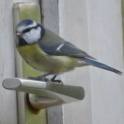 Foto di uccellini del giardino del nonno per la piccola Gaia