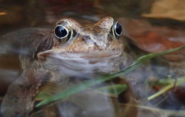 Amphibiens et Reptiles par le CPIE