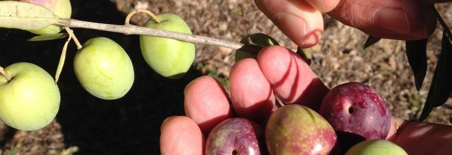 LA SAISON DES OLIVES