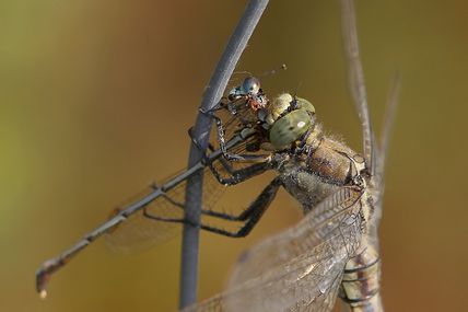 Photo d'une libellule qui dévore une demoiselle en photo macro, Sigma 150 mm macro f:2.8 plus doubleur Sigma