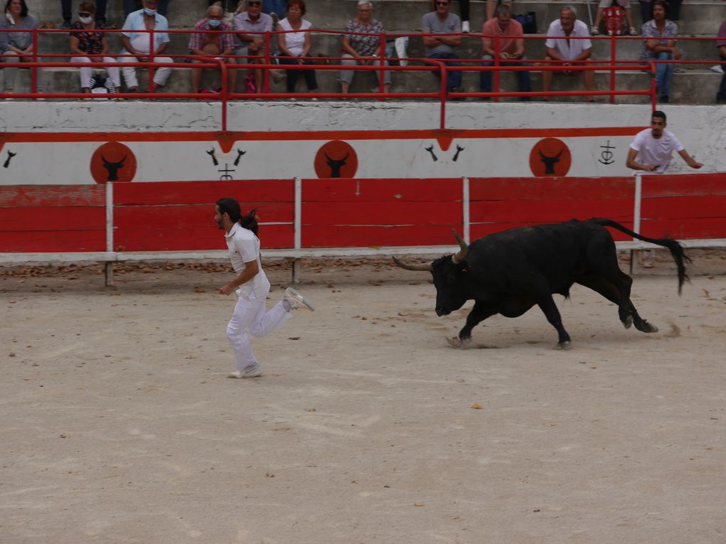 course de taureaux jeunes le 18 septembre 2020