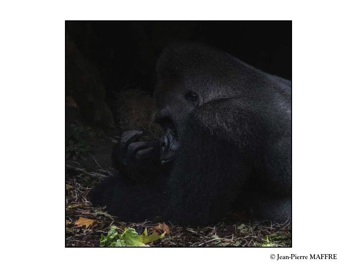 Le Gorille des plaines de l’Ouest est un primate qui vit dans les forêts tropicales humides et les zones marécageuses du côté atlantique de l’Afrique centrale. Il est le plus volumineux de la famille des grands singes.