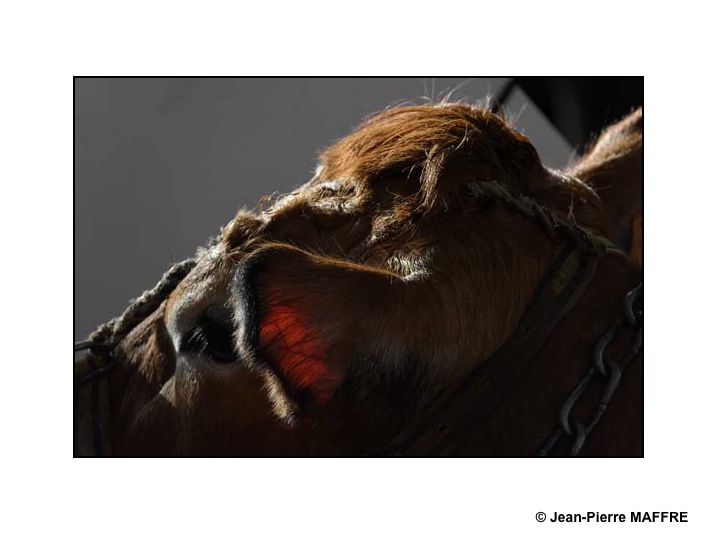 Sous le soleil de Paris, les taureaux du Salon de l'agriculture mettent-ils les vaches en émoi ?