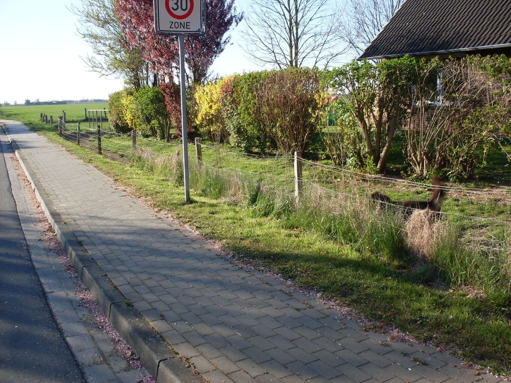 Es wird Abend in Friedrichskoog.
Der Nebel war gerade für 2-3 Stunden weg und nimmt nun das Land langsam wieder in seinen Besitz. 