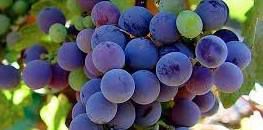 #Malbec Producers Arizona Vineyards
