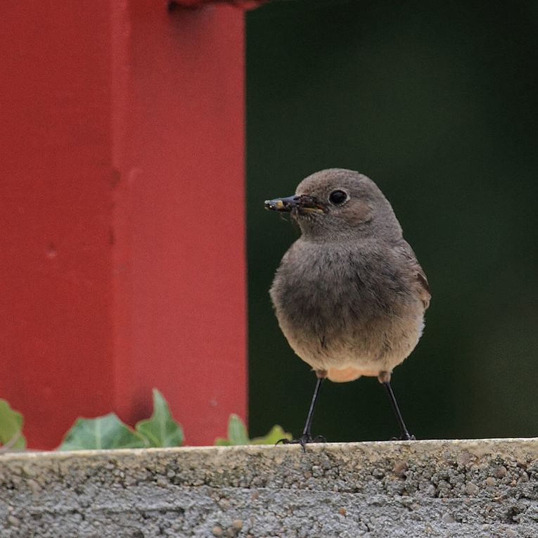 Album - Faune-Oiseau-8