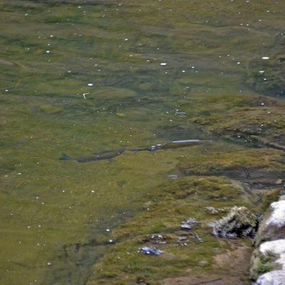 Journée mitigée sur le Doubs